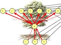 FODA - Árbol Estratégico