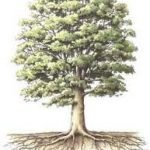 FODA Matemático - Árbol Estratégico